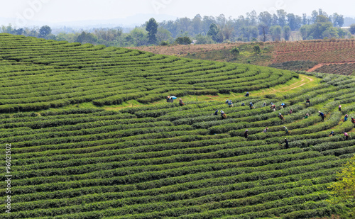 Workers in a green field harvesting the green tea