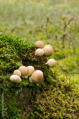 Mushrooms on the moss clod. Lycoperdon pyriforme - commonly known as the pear-shaped puffball or stump puffball.