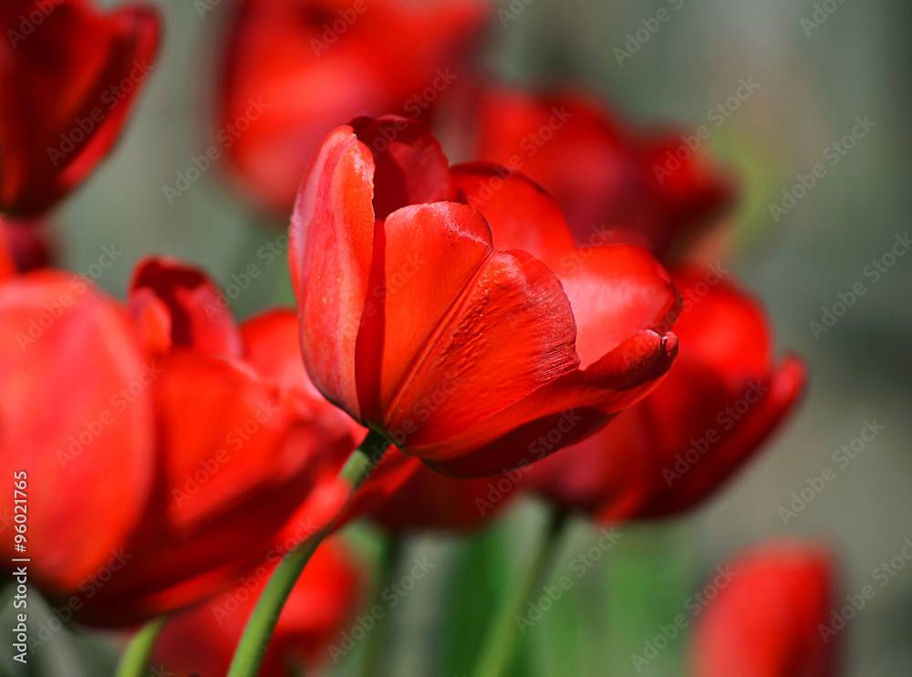 red tulips blooming in the spring garden red tulips blooming in the spring garden
