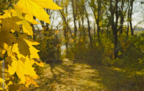 Autumn, yellow maple leafs