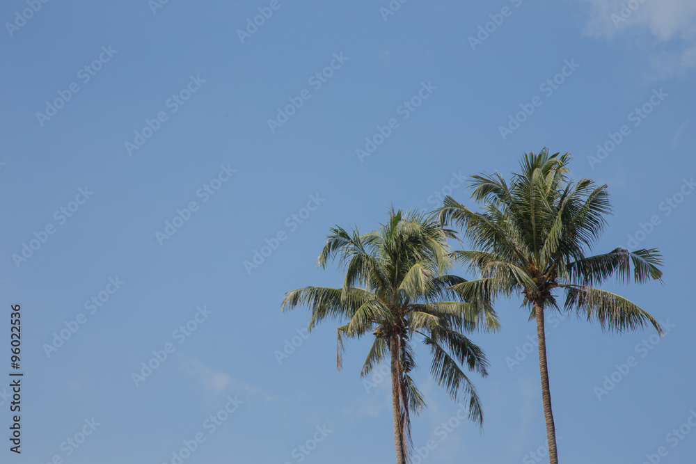 Coconut tree in the blue sunny sky