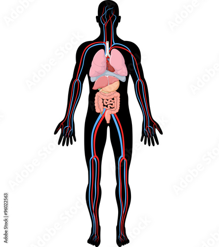 Illustration of human body anatomy (HBA) photo