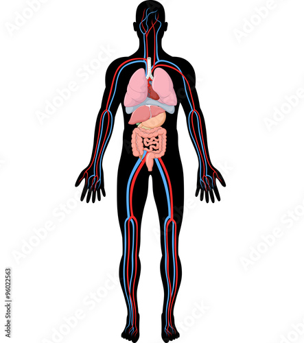 Illustration of human body anatomy (HBA)