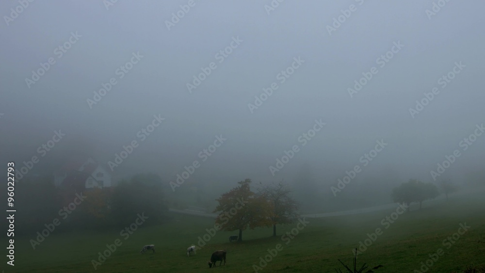 Cows pasture in great fog, autumn in France