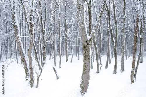 Winter Holz © ohenze