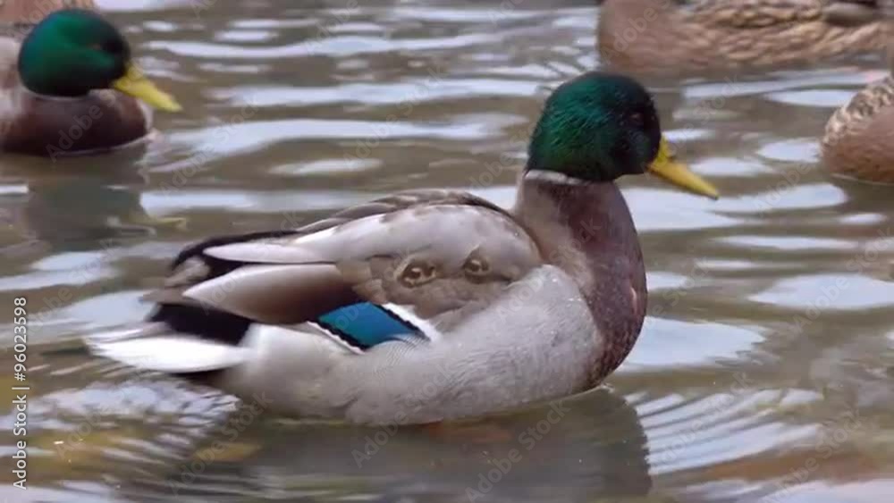 Close-up of mallard duck male (Anas platyrhynchos), staying on stone in the water and cleaning its feathers. Super natural autumn scene. 4K UHD footage 3840x2160
Close-up of mallard duck male (Anas platyrhynchos), staying on stone in the water and cleaning its feathers. Super natural autumn scene. 4K UHD footage 3840x2160