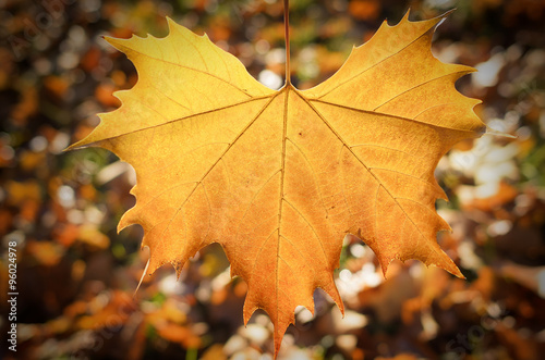 Maple leaf on autumn background.