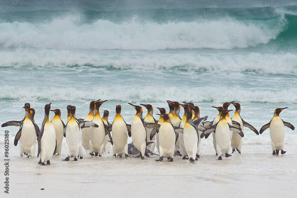 Obraz premium Large group of King Penguins (Aptenodytes patagonicus) come ashore after a short dip in a stormy South Atlantic at Volunteer Point in the Falkland Islands.
