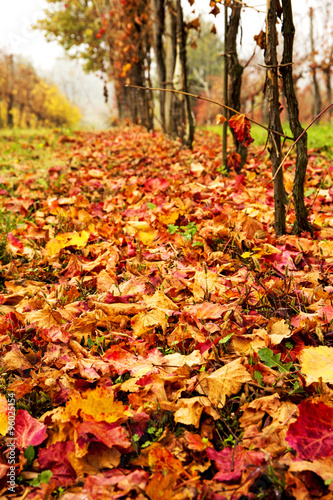 Beautiful colorful vineyard in Italy in autumn