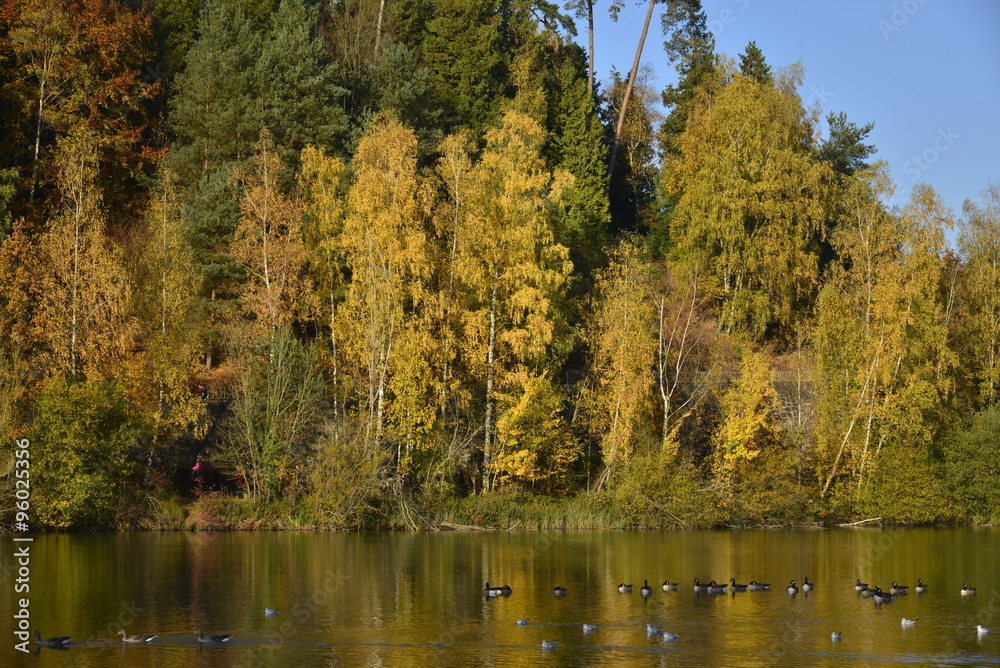 Variétés d'oiseaux d'eau dans un milieu paradisiaque devant les feuillages dorées à l'étang de la Ferme au parc Solvay de la Hulpe