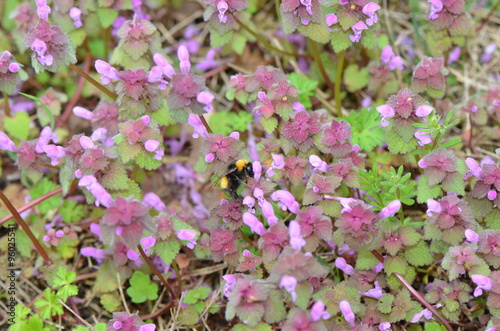 Bee and Flowers - Bee feasting on the purple flowers