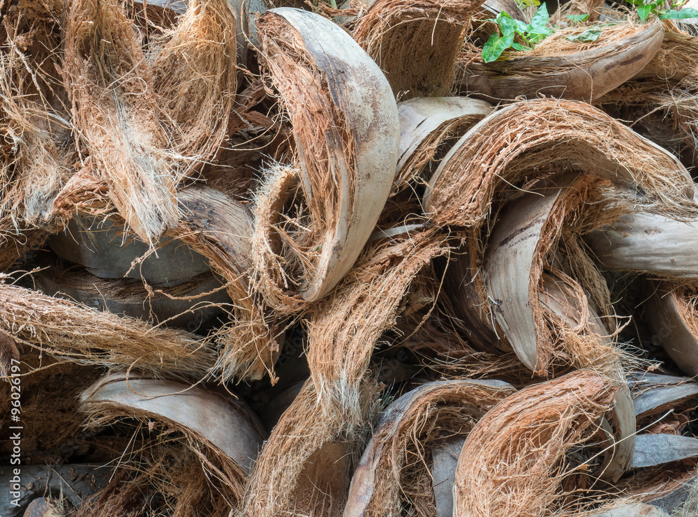 Plenty of coir heap on the ground Plenty of coir heap on the ground