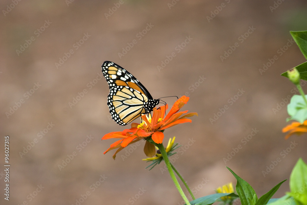 Monarch Butterfly on a Zinnia Flower Monarch Butterfly on a Zinnia Flower