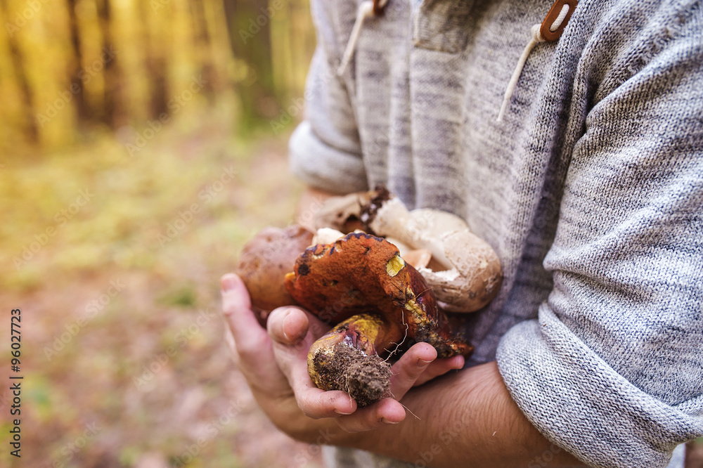 Man picking mushrooms Man picking mushrooms