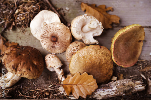 Various mushroom on the ground