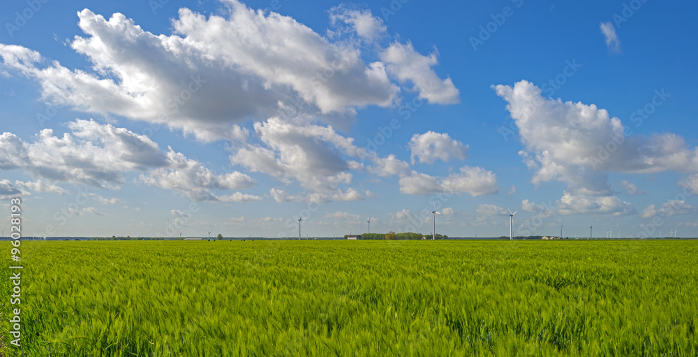 Fototapeta premium Green wheat on a field in spring