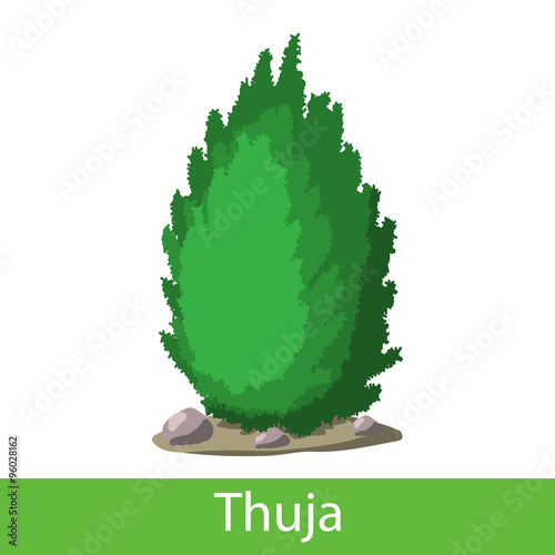 Thuja cartoon icon