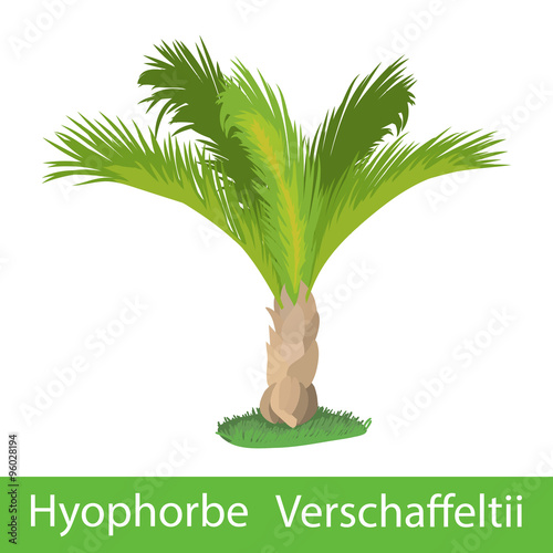 Palm tree hyophorbe verschaffeltii photo