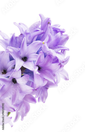 Fototapeta Naklejka Na Ścianę i Meble -  Beautiful Blue Hyacinth