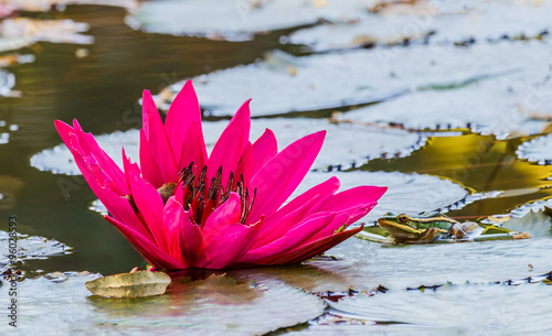 Close up pink water lily blossom in the pond