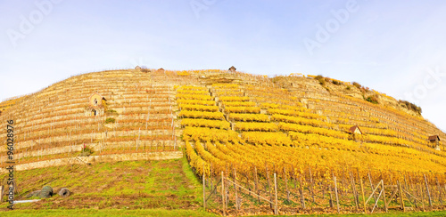 Vineyard panorama in autumn