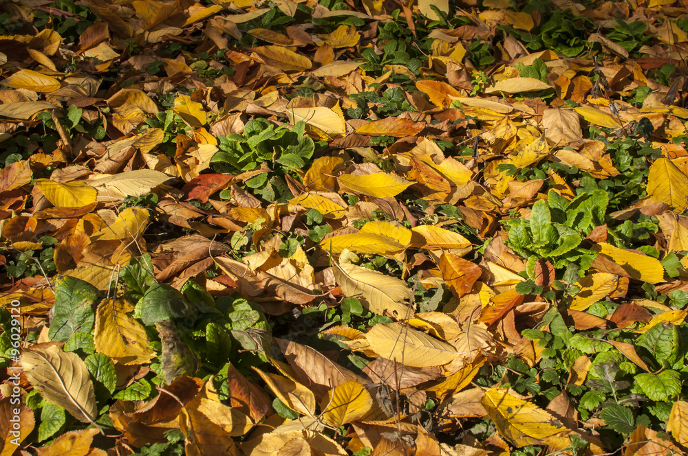 Garden lawn surface closeup in autumn day as background Garden lawn surface closeup in autumn day as background