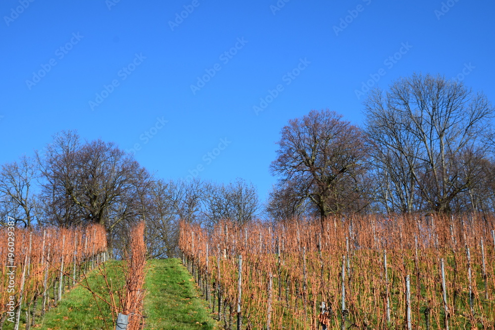 In den Weinbergen im Herbst In den Weinbergen im Herbst