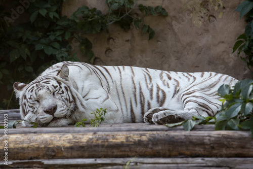 White tiger sleeping
