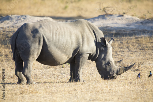 Lone rhino standing on open area looking for safety from poacher © Alta Oosthuizen