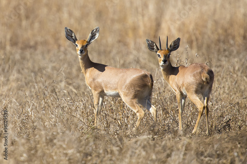 Pair of steenbok walking together in dry grass looking back photo