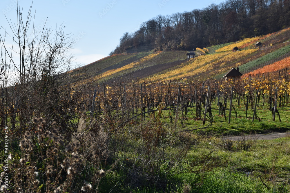 In den Weinbergen im Herbst In den Weinbergen im Herbst
