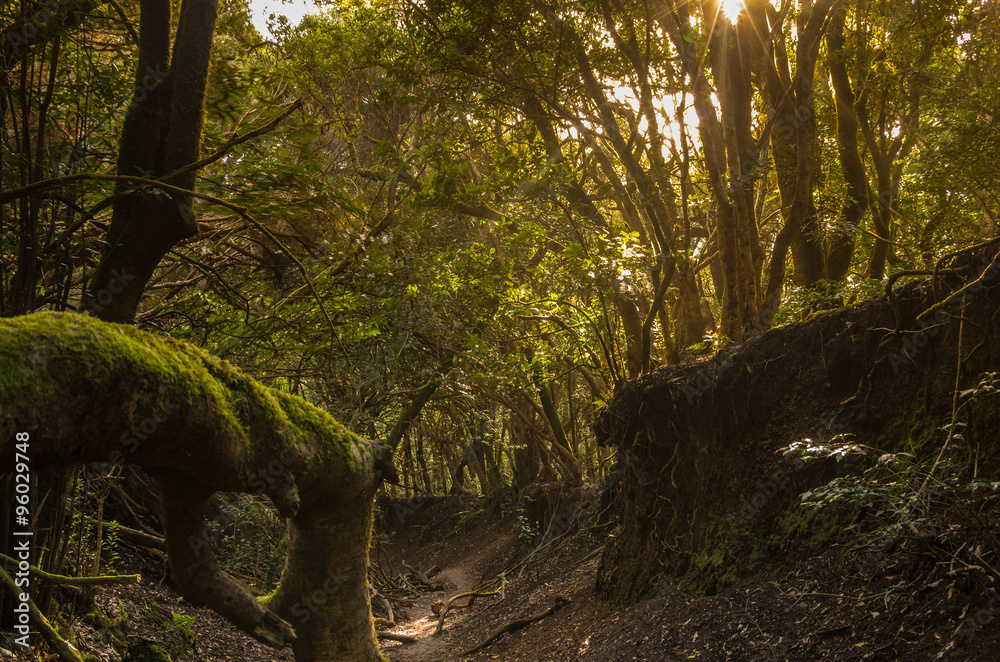 Laurel forest