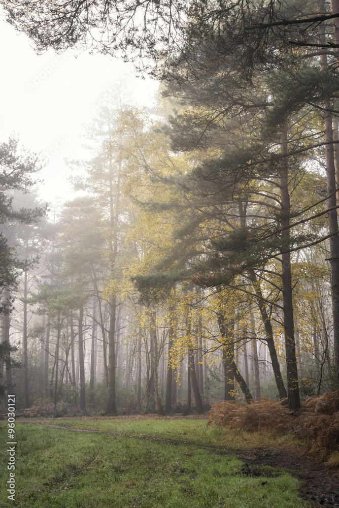 Fototapeta premium Pine forest Autumn Fall landscape foggy morning