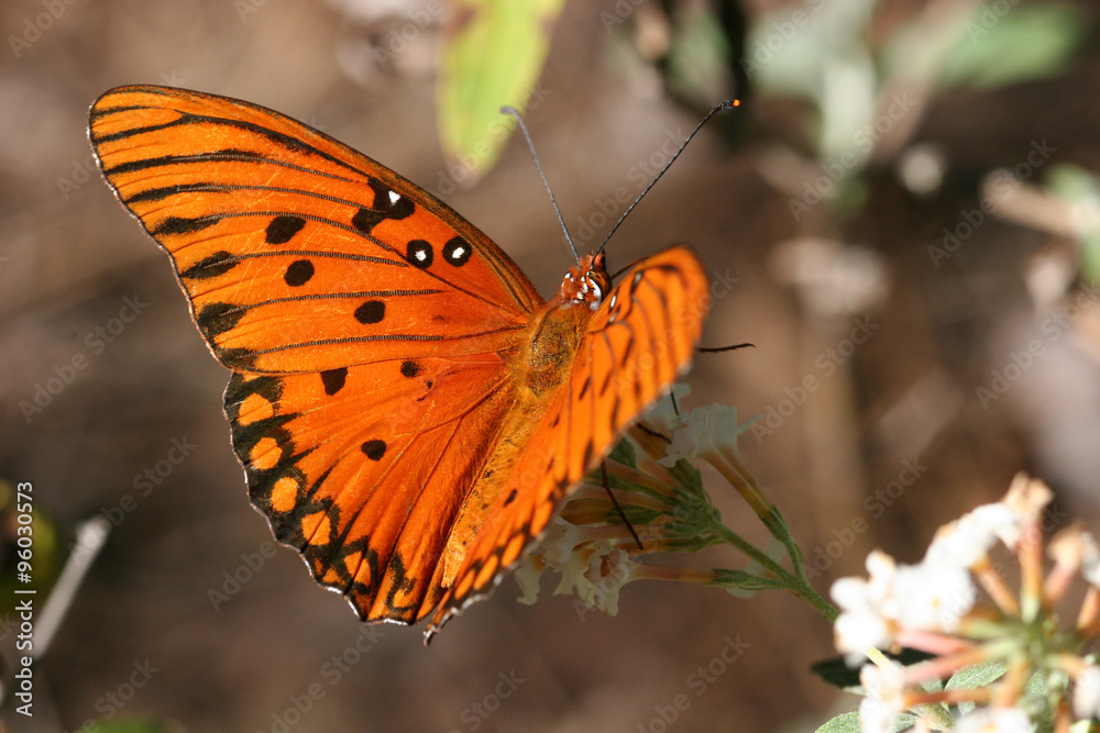 Obraz premium Gulf Fritillary Butterfly