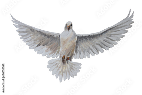 A free flying white dove © elennadzen