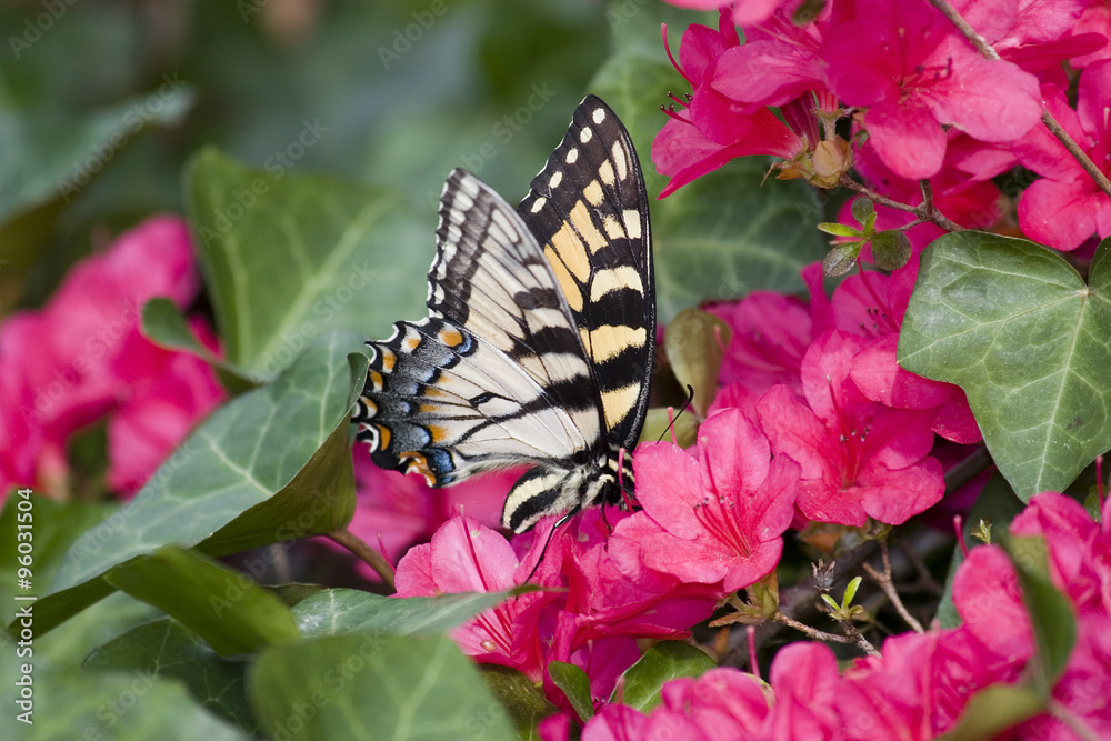 Naklejka premium Butterfly Feeding on Springtime Azaleas