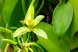 Closeup of The Vanilla flower on plantation. Reunion Island, agriculture in tropical climate.