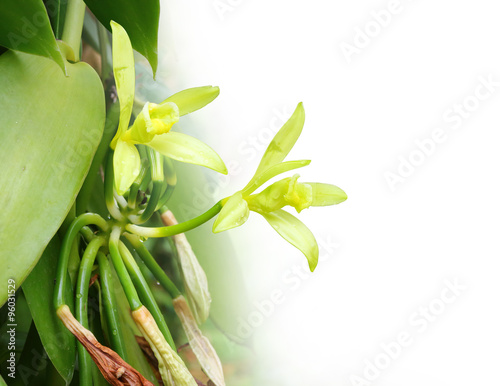 Closeup of The Vanilla flower on white background. Picture with space for your text.