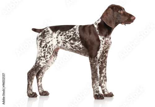 Fototapeta Naklejka Na Ścianę i Meble -  German shorthaired pointer