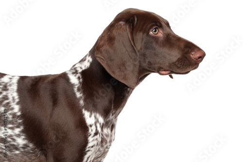 Fototapeta Naklejka Na Ścianę i Meble -  German shorthaired pointer