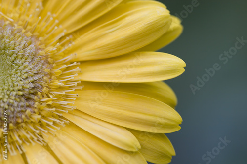 Yellow Gerber Daisy