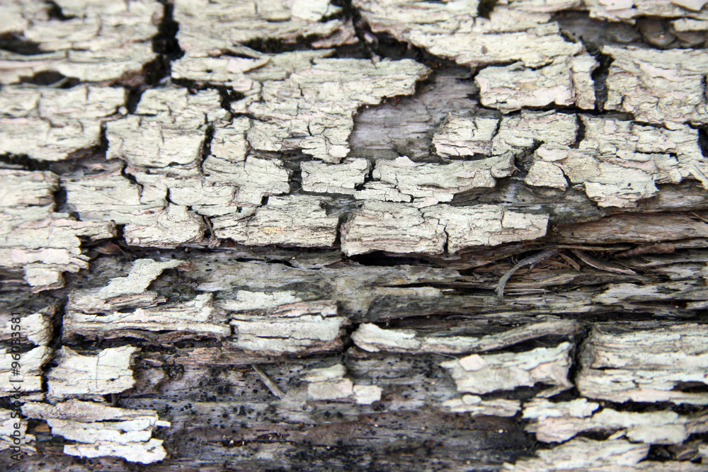 Fototapeta premium Texture / Bark of an old tree