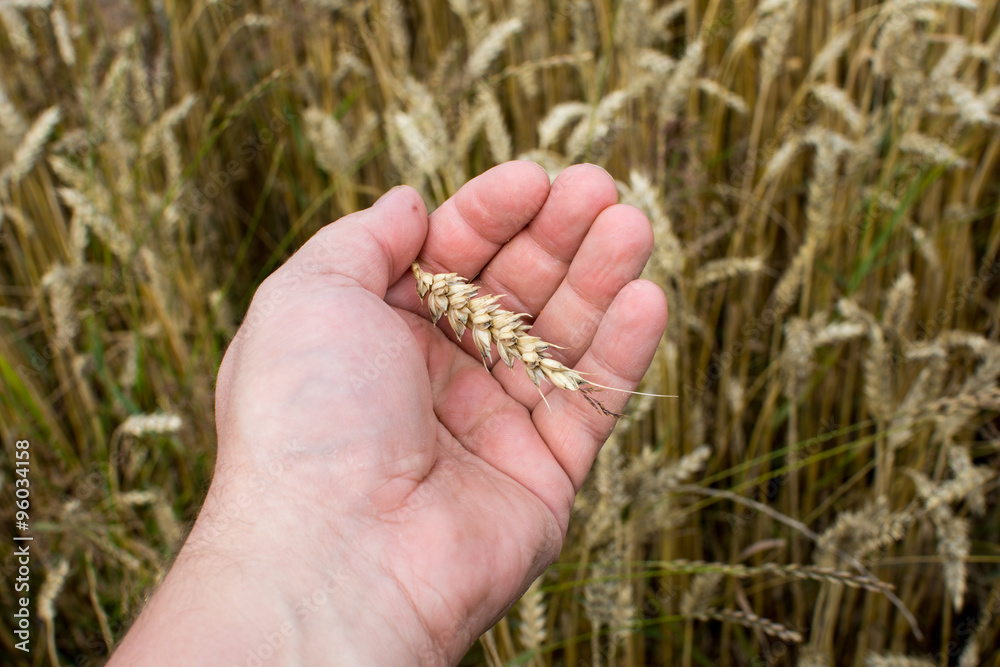 Close up of Hands from male farmer, checking grain. Close up of Hands from male farmer, checking grain.