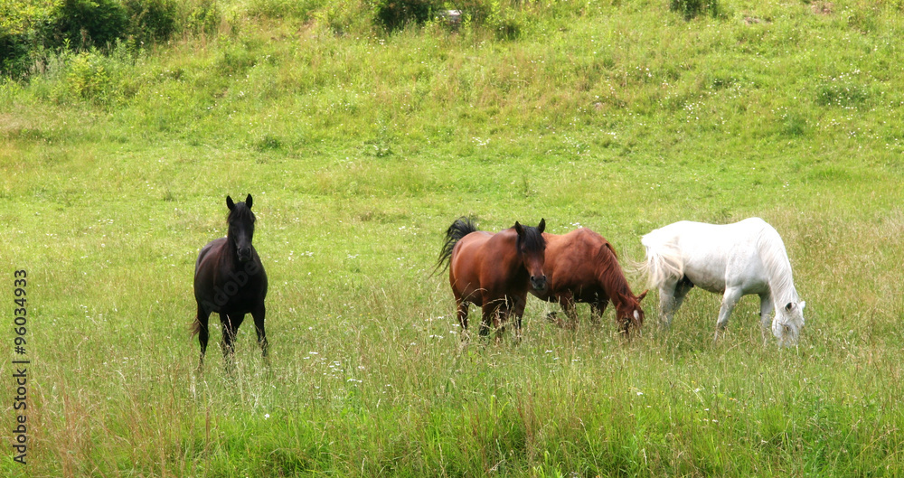 Four Horses in a Grassy Field