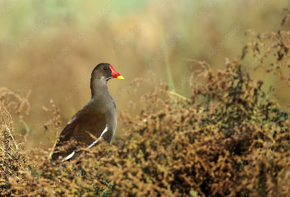 Moorhen Moorhen