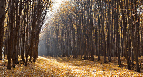 autumn forest panorama #96036901
