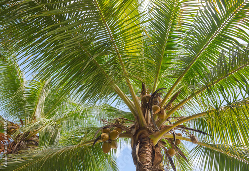 Bottom view of the tropical coconut tree © dmitriy_rnd