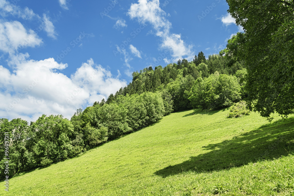 Lush green alpine meadow and forest