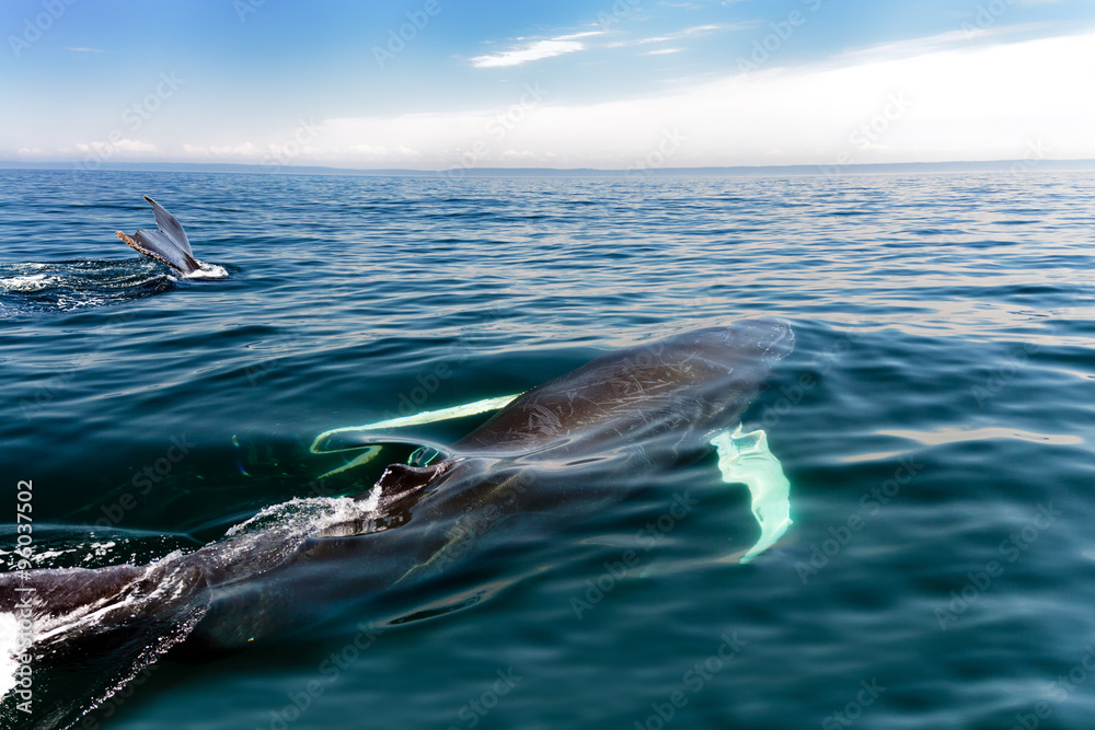 Fototapeta premium Buckelwal in Nova Scotia