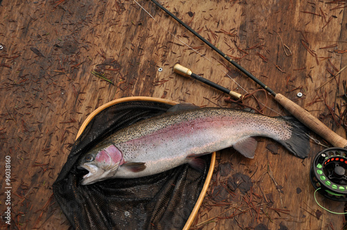 rainbow trout photo